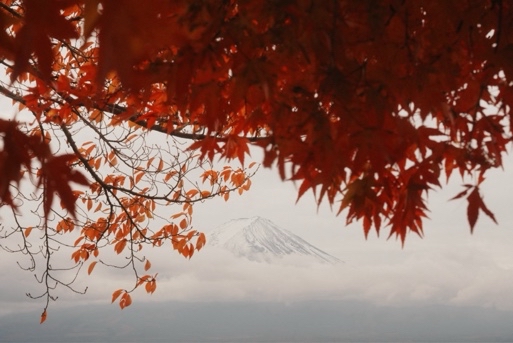 Maple Fuji